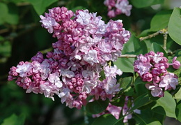 Syringa vulgaris 'Charles Joly'