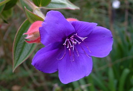 Tibouchina urvilleana