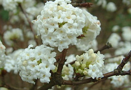 Viburnum farreri 'Candidissimum'