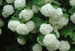 Viburnum opulus 'Roseum'