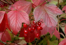 Viburnum trilobum 'Wentworth'