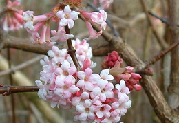 Viburnum x bodnantense 'Dawn' 2