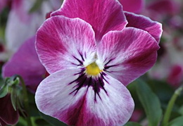 Viola 'Valentine'