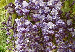 Wisteria floribunda 'Violecea Plena'