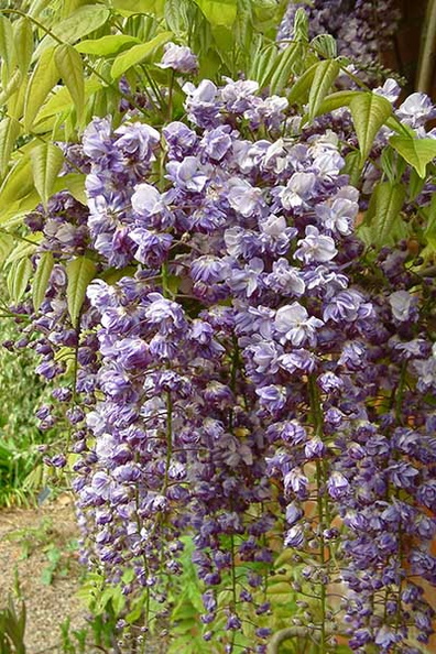 Wisteria floribunda 'Violecea Plena'.jpg