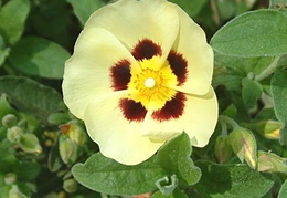 x Halimiocistus wintonensis 'Merrist Wood Cream'