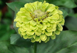 Zinnia elegans 'Envy'