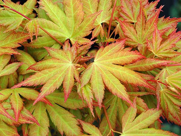 Acer palmatum 'Orange Dream'.jpg