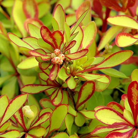 Berberis thunbergii 'Diabolicum'.jpg