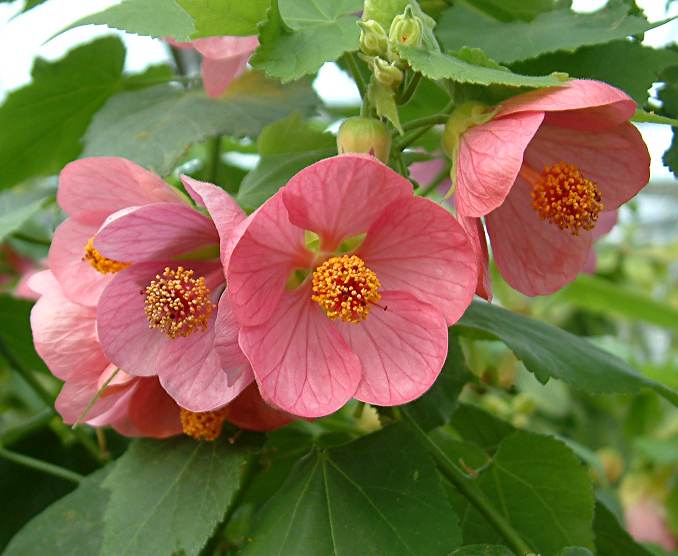 Abutilon 'Hellen'.jpg