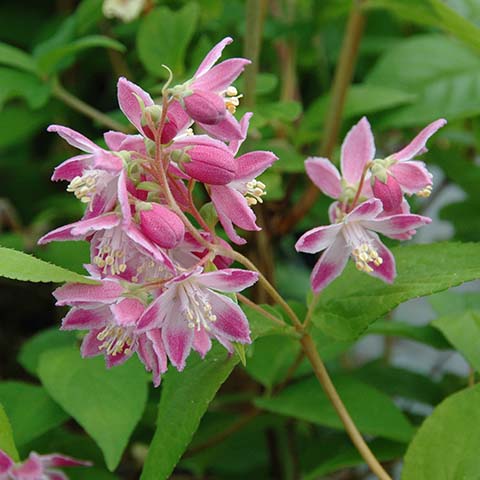 Deutzia x hybrida 'Magicien'.jpg