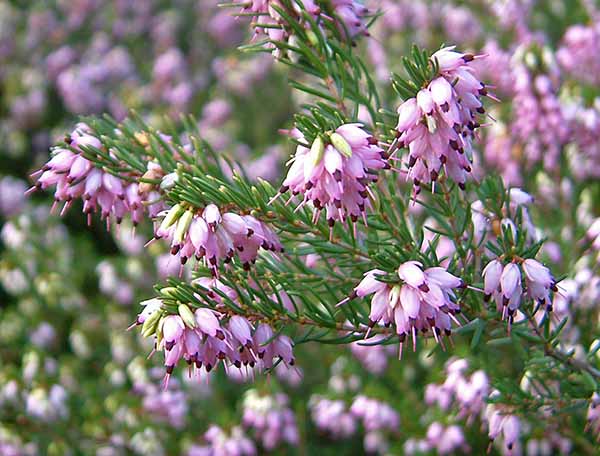 Erica x darleyensis 'Ghost Hills'.jpg