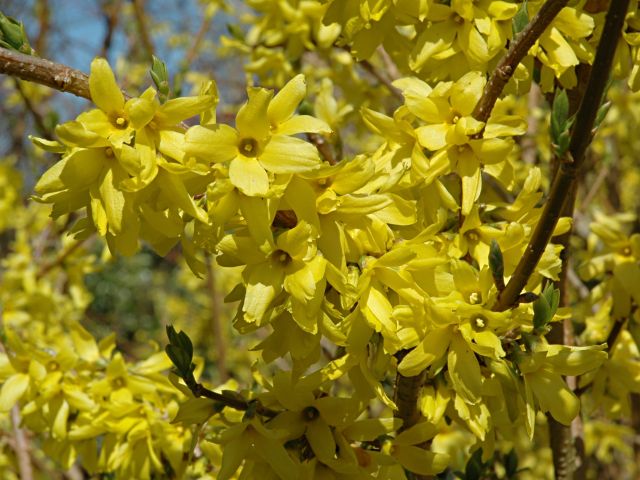 Forsythia suspensa 'Taff's Arnold'.jpg