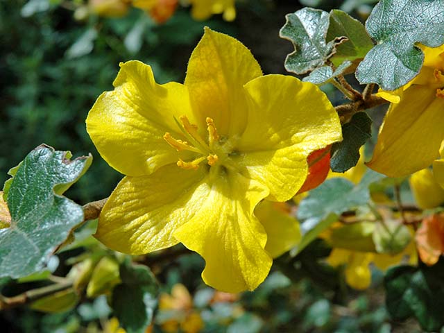 Fremontodendron 'California Glory'.jpg