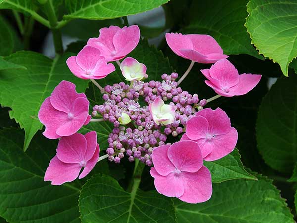 Hydrangea macrophylla 'Teller Rot'.jpg