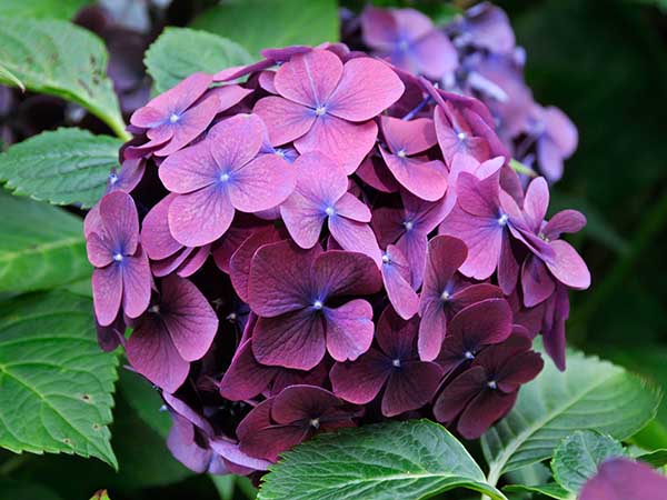 Hydrangea macrophylla 'Westfalen'.jpg