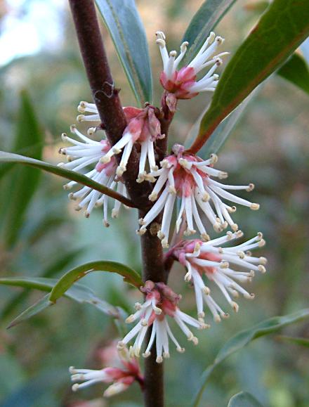 Sarcococca hookeriana dygna 2.jpg
