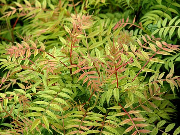 Sorbaria sorbifolia 'Sem'.jpg