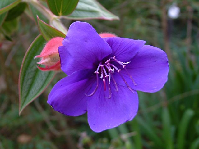 Tibouchina urvilleana.jpg