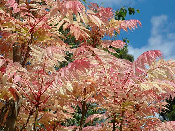 Toona sinensis 'Flamingo'.jpg