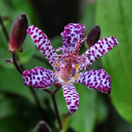 Tricyrtis 'Empress'.jpg