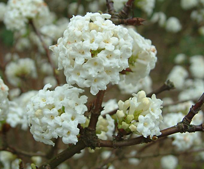 Viburnum farreri 'Candidissimum'.jpg
