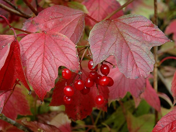 Viburnum trilobum 'Wentworth'.jpg